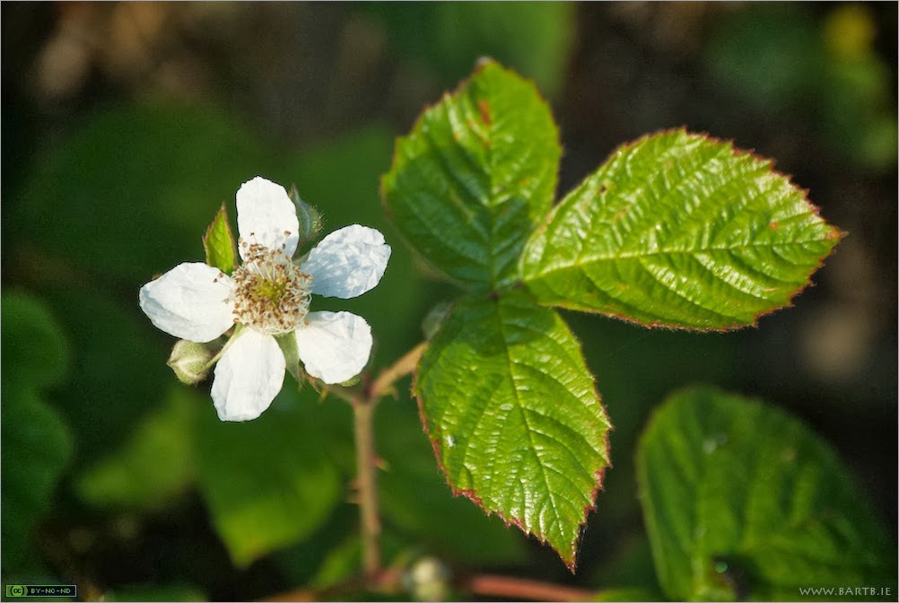 Wild Flowers image