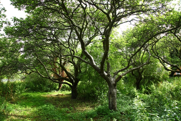 The Orchard Trees View