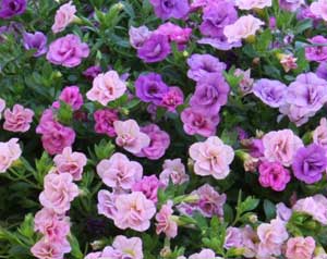 Petunias